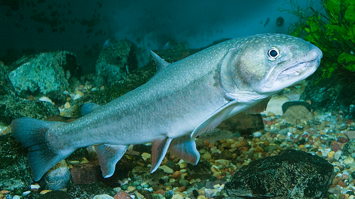 Fish and wildlife indicators Vertebrate species Fish Alberta.ca